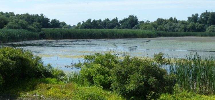 Acvacultura și piscicultura din Delta Dunării, îngropate de coaliția PSD-ALDE. Prin lege!